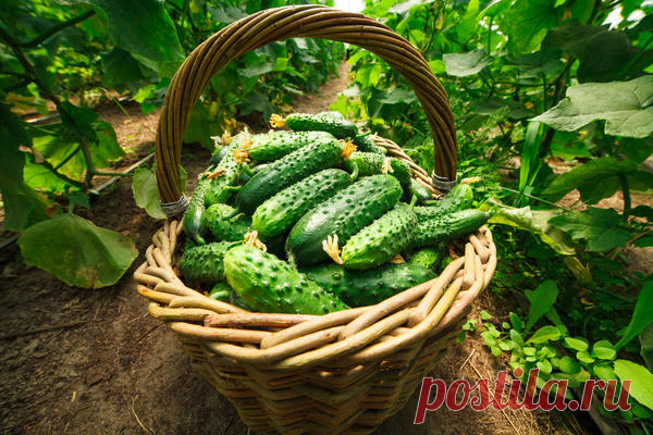 Думаете, огурцов много не бывает? Тогда вы не выращивали суперпучковые гибриды