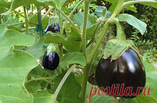 Возможные ошибки при выращивании баклажанов