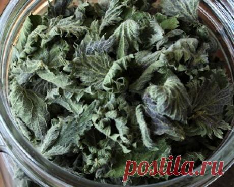 Отвары для лечения гастрита | Гавань здоровья