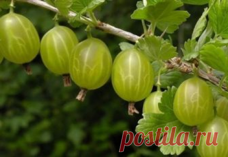 Посадите крыжовник рядом с пнем