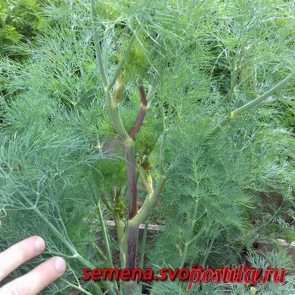 Как вырастить кустовой укроп | Огород - сад Медведевых | Яндекс Дзен