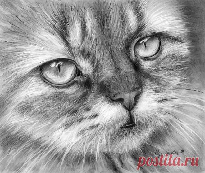 40 красивых и реалистичных эскизов животных для вашего вдохновения