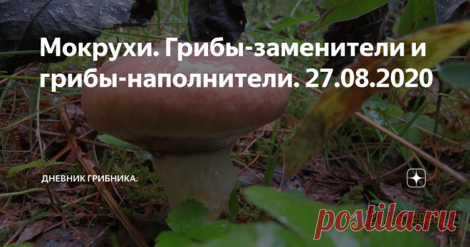 Мокрухи. Грибы-заменители и грибы-наполнители. 27.08.2020 Мокрухи заменят вам грибы, которых нет...