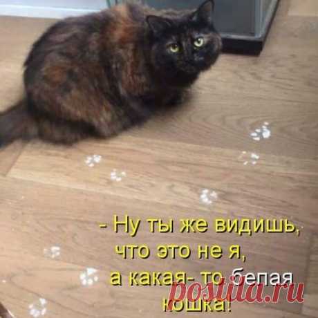 Семейные фото (котоматрица)