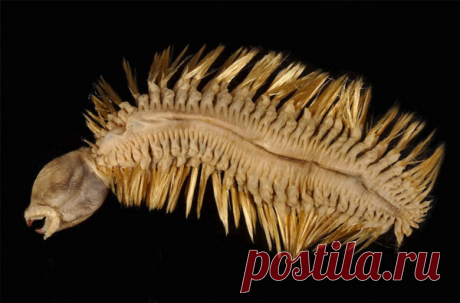 Антарктическая полихета: Отвратительный червь Южного Полюса | Книга животных | Яндекс Дзен