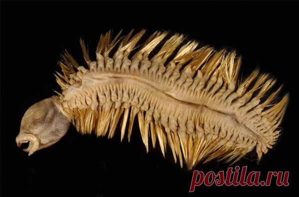 Антарктическая полихета: Отвратительный червь Южного Полюса | Книга животных | Яндекс Дзен