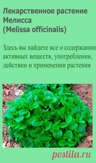 Лекарственное растение Мелисса (Melissa officinalis). Многолетнее растение высотой 30-80 см с разветвленным корневищем. Стебель прямостоячий или восходящий, ребристый, опушенный, часто сильно разветвленный. Листья яйцевидные, черешковые, крупно и равномерно пильчато-городчатые.