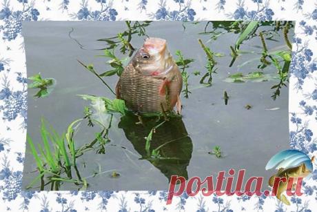 Как поймать карася в августе с лодки на удочку Август месяц на дворе. Ночи становятся с каждым днём все длинней и прохладней. Вода становится заметно прохладней. Всякая рыба, в том числе и карась, начинает свою подготовку к долгой холодной и го…