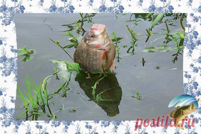 Как поймать карася в августе с лодки на удочку Август месяц на дворе. Ночи становятся с каждым днём все длинней и прохладней. Вода становится заметно прохладней. Всякая рыба, в том числе и карась, начинает свою подготовку к долгой холодной и го…