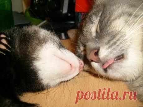 Кот проклял тот день, когда в доме появился хорек