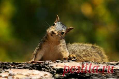 Бессмысленное зверство. В Тимирязевском парке живодеры убили белку. В столичном Тимирязевском парке неизвестные вандалы сломали кормушку для животных и бросили туда тушку убитой белки. Сотрудники полиции начали проверку по данному факту.