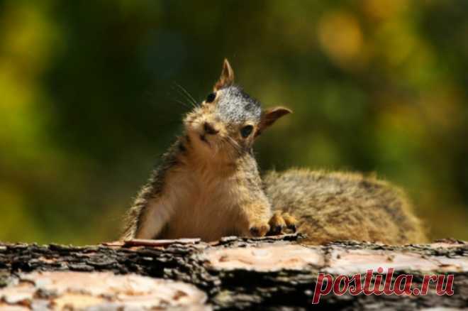 Бессмысленное зверство. В Тимирязевском парке живодеры убили белку. В столичном Тимирязевском парке неизвестные вандалы сломали кормушку для животных и бросили туда тушку убитой белки. Сотрудники полиции начали проверку по данному факту.