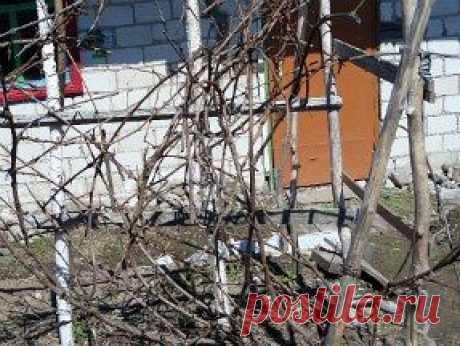 Уход за виноградом весной
