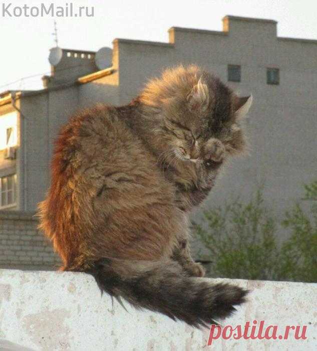 Тот, кто гуляет... сам по себе