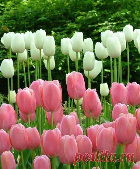 Բարի լույս բոլորիդ․․․🥀🥀🥀
Նոր օր, նոր երազանքներ, նոր հնարավորություններ,թող այսօր ամեն ինչ լավ լինի!
Լավ օրը սկսում է բարի մտքերից և հաճելի գործերից։ Թող Ձեր մոտ լինի հենց այդպես․․․Շռայլենք իրար ժպիտ ու ծիծաղ, Միշտ բարի խոսքեր, Ծաղիկներ ու սեր.🌹💛
Լույսը դռանն է մնում,
Ներս չի մտնում առանց քեզ:
Ման եմ գալիս ինձ գտնեմ,
Եվ չեմ գտնում առանց քեզ: 
Երբ որ հեռու ես այդքան,
Դու ավելի ես ինձ մոտ, 
Ոչ մի օրս չի բացվում, 
Ու չի մթնում առանց քեզ:
Համո Սահյան