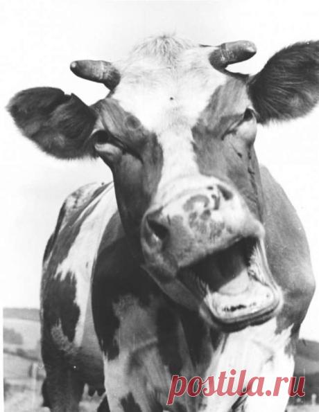 Подоспел свежий пост смешного и ржачного в виде любимых картинок! . Тут забавно !!!