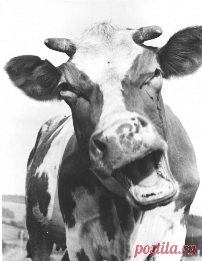 Подоспел свежий пост смешного и ржачного в виде любимых картинок! . Тут забавно !!!