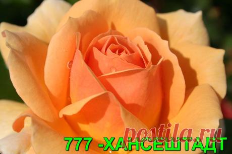 ФЛОРИБУНДА