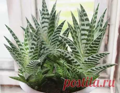 Как ухаживать за алоэ: в домашних условиях, после покупки, в горшке, чем поливать, как удобрять, способы обрезки и размножения, борьба с болезнями и вредителями