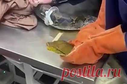Ветеринары спасли задумавшего побег и застрявшего в лампе огромного питона Васю