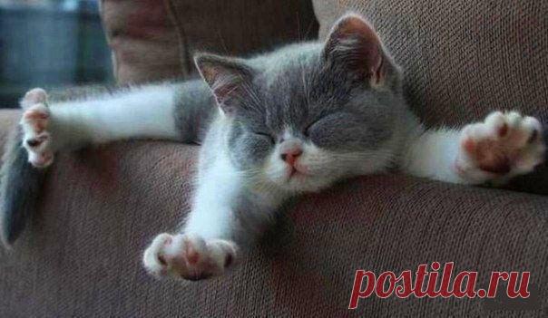 Какая разница во сколько засыпать, если по утрам одинаково не хочется просыпаться!