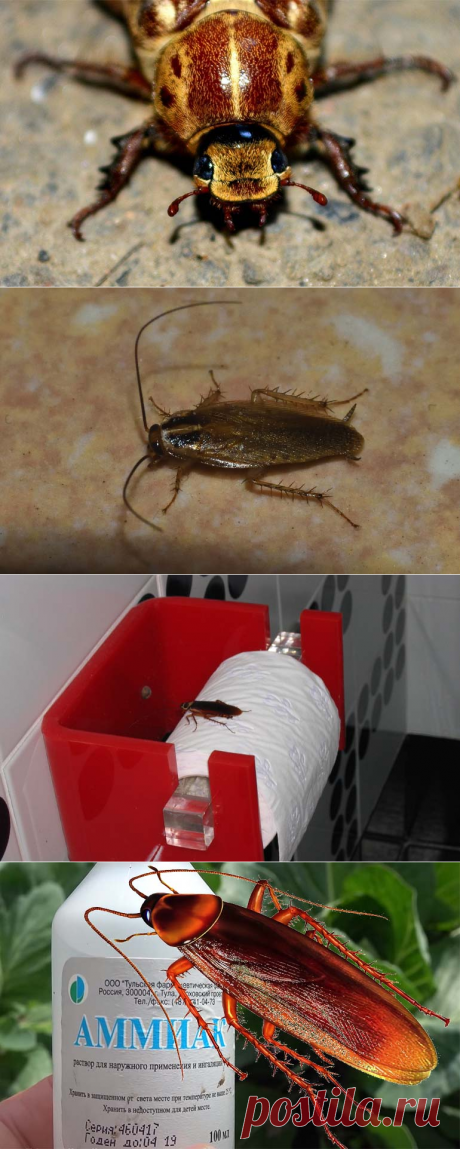 Нашатырный спирт от тараканов: применение и отзывы