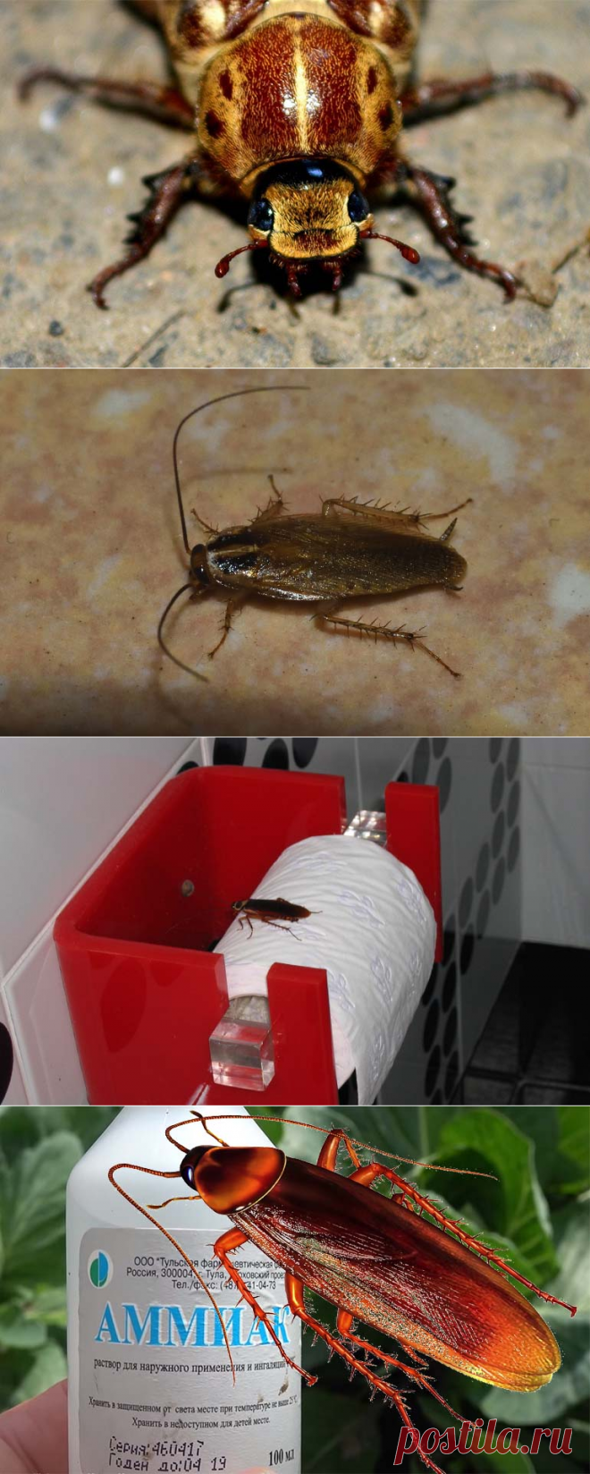 Нашатырный спирт от тараканов: применение и отзывы