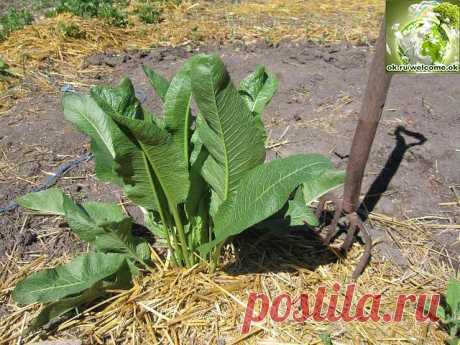 ХРЕН-лекарь