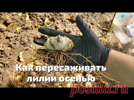 Как пересаживать лилии осенью