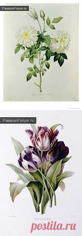 Из ботанического альбома Пьера-Жозефа Редуте / Картинки для декупажа / PassionForum - мастер-классы по рукоделию