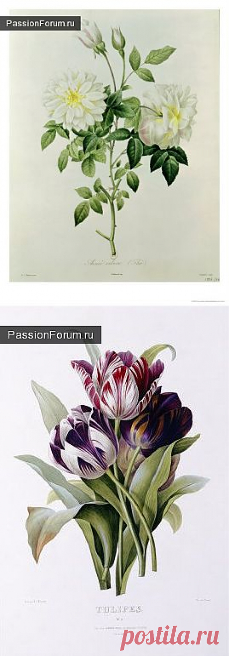 Из ботанического альбома Пьера-Жозефа Редуте / Картинки для декупажа / PassionForum - мастер-классы по рукоделию