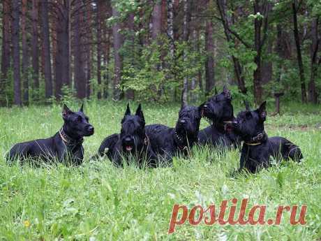 РИЗИНЫ