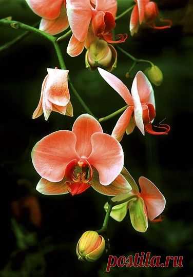 Orange+Orchids