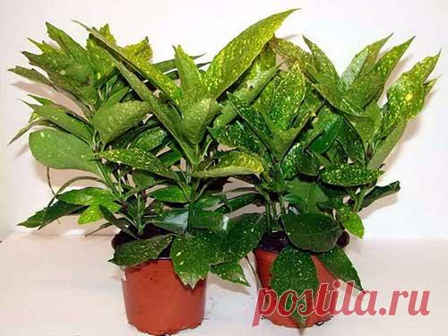 Аукуба Японская — общий уход в домашних условиях