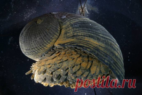 Эта улитка – настоящий Тони Старк подводного мира!