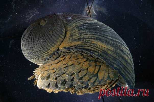 Эта улитка – настоящий Тони Старк подводного мира!