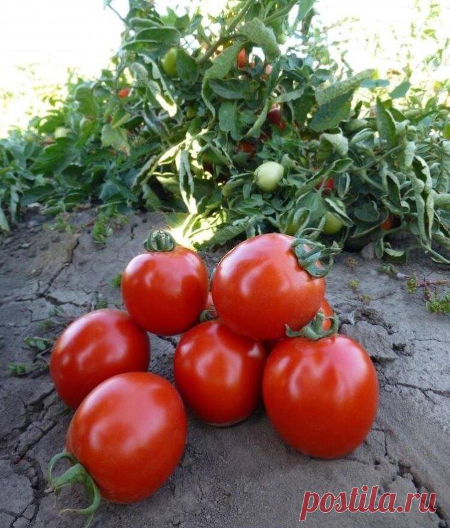 Какие именно семена томатов считаются самыми урожайными и почему? 
В большинстве своем, садоводы клюют на яркую и красочную упаковку, где изображены крупные и спелые томаты. Они обычно полагают, что у них получится вырастить такие же плоды. Выбирая семена, следует учитывать, что такие сорта нуждаются в ежедневном, а то и в ежечасном уходе, иначе получить большой урожай, попросту не получится. В связи с этим, такая упаковка – это реклама, а не гарантия. Об этом надлежит пом...