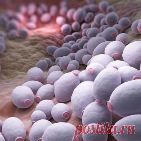 Кандида: грибок внутри нас — продукты, которые нужно избегать - МирТесен