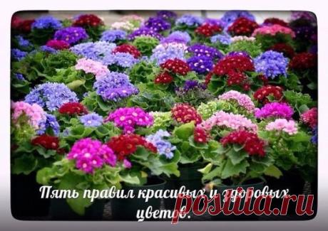 ПЯТЬ ПРАВИЛ КРАСИВЫХ И ЗДОРОВЫХ ЦВЕТОВ.
Хотите, чтоб ваши цветочки радовали вас