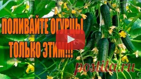 Ржака клуб