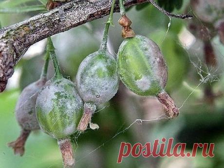 ЛУЧШЕЕ СРЕДСТВО ОТ МУЧНИСТОЙ РОСЫ