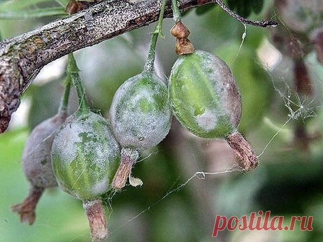 ЛУЧШЕЕ СРЕДСТВО ОТ МУЧНИСТОЙ РОСЫ