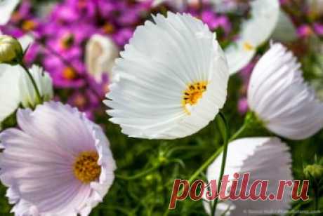 Космея дваждыперистая «Капкейкс Вайт» (Cosmos bipinnatus 'Cupcakes White').