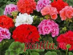 Пеларгония из семян