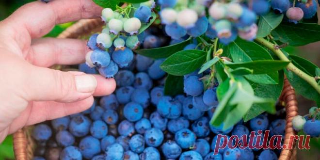 Как подкармливать голубику для богатого урожая - Сад и огород