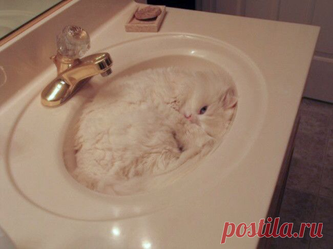 Немного спящих котов