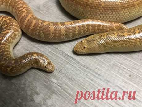 Песчаный удавчик: «Упоротый носок с глазами» и его образ жизни | Рекомендательная система Пульс Mail.ru