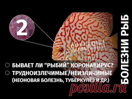 Болезни аквариумных рыб. Часть 2. Неизлечимые и передающиеся от рыб человеку болезни - YouTube 1:02 - Новый проект Экзотеррика1:30 - Может ли аквариумист-любитель поставить правильный диагноз?6:45 - Трудноизлечимые/неизлечимые болезни рыб 6:58 - Неоновая болезнь, или плейстофороз  8:36 - Туберкулез рыб (микобактериоз) 10:45 - Миксоспоридии 11:33 - Жаберные сосальщики 12:53 - Болезни рыб, передающиеся человеку 13:02 - Микобактериоз