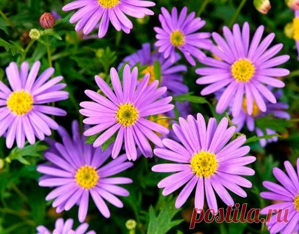 Растения, которые цветут на протяжении всего лета. Топ моих любимых
