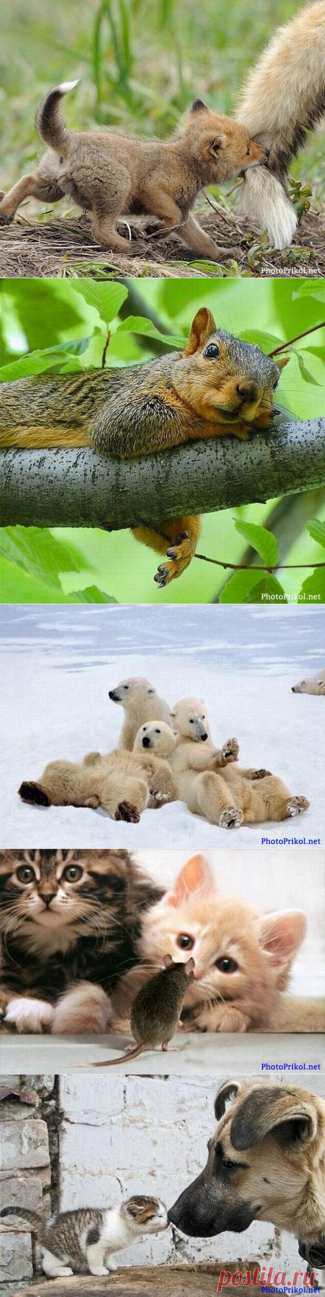 Смешные животные